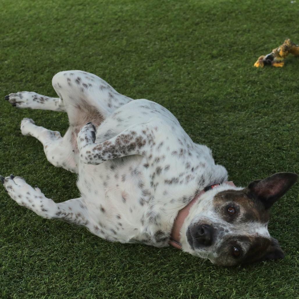 Rosie, a Adoptable mixed breed in Evansville, IN image 1/4