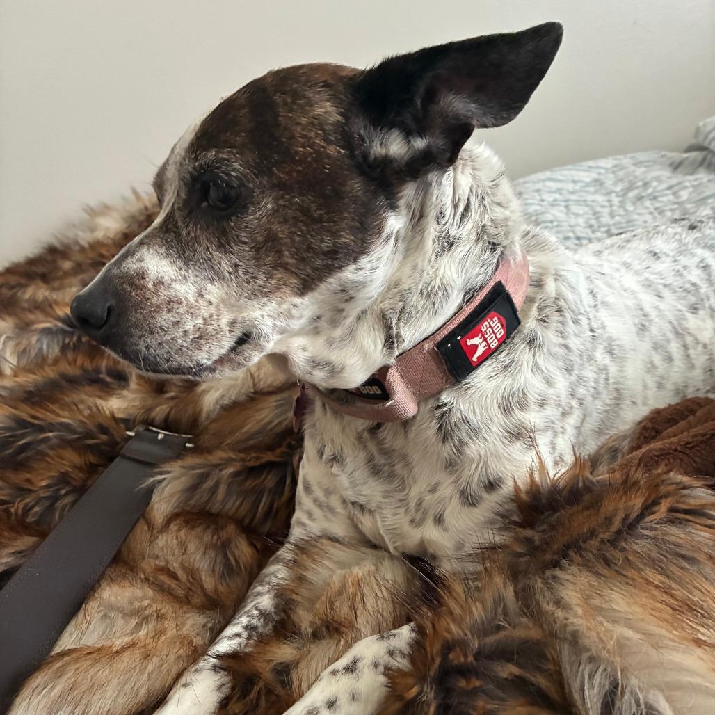 Rosie, a Adoptable mixed breed in Evansville, IN image 2/4