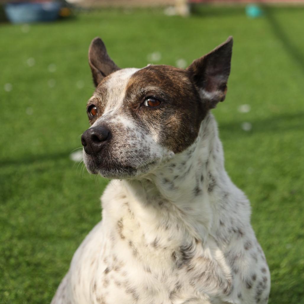 Rosie, a Adoptable mixed breed in Evansville, IN image 3/4