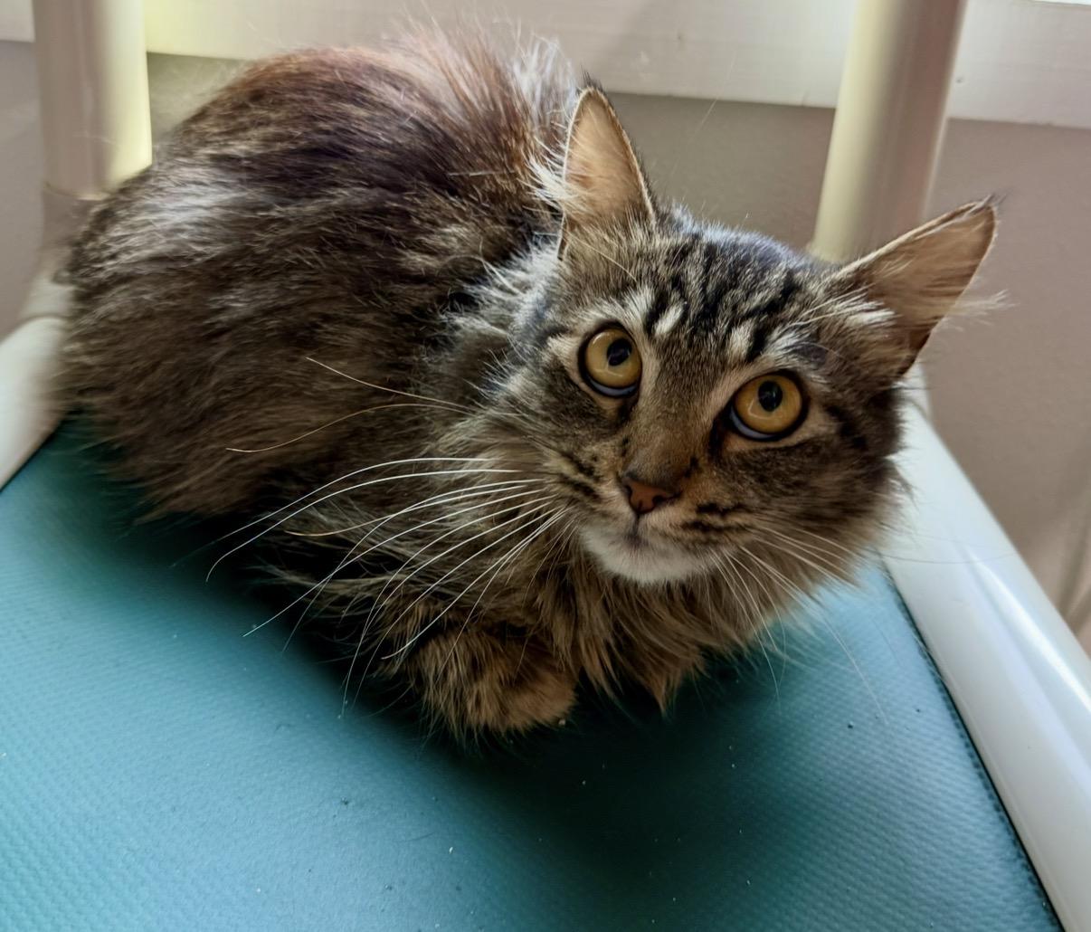 Enlarge Brigid , an adopted Domestic Long Hair in Blanch, NC image 3/6