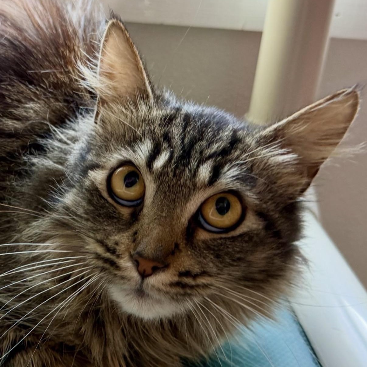 Brigid , adopted, Adult Female Domestic Long Hair.