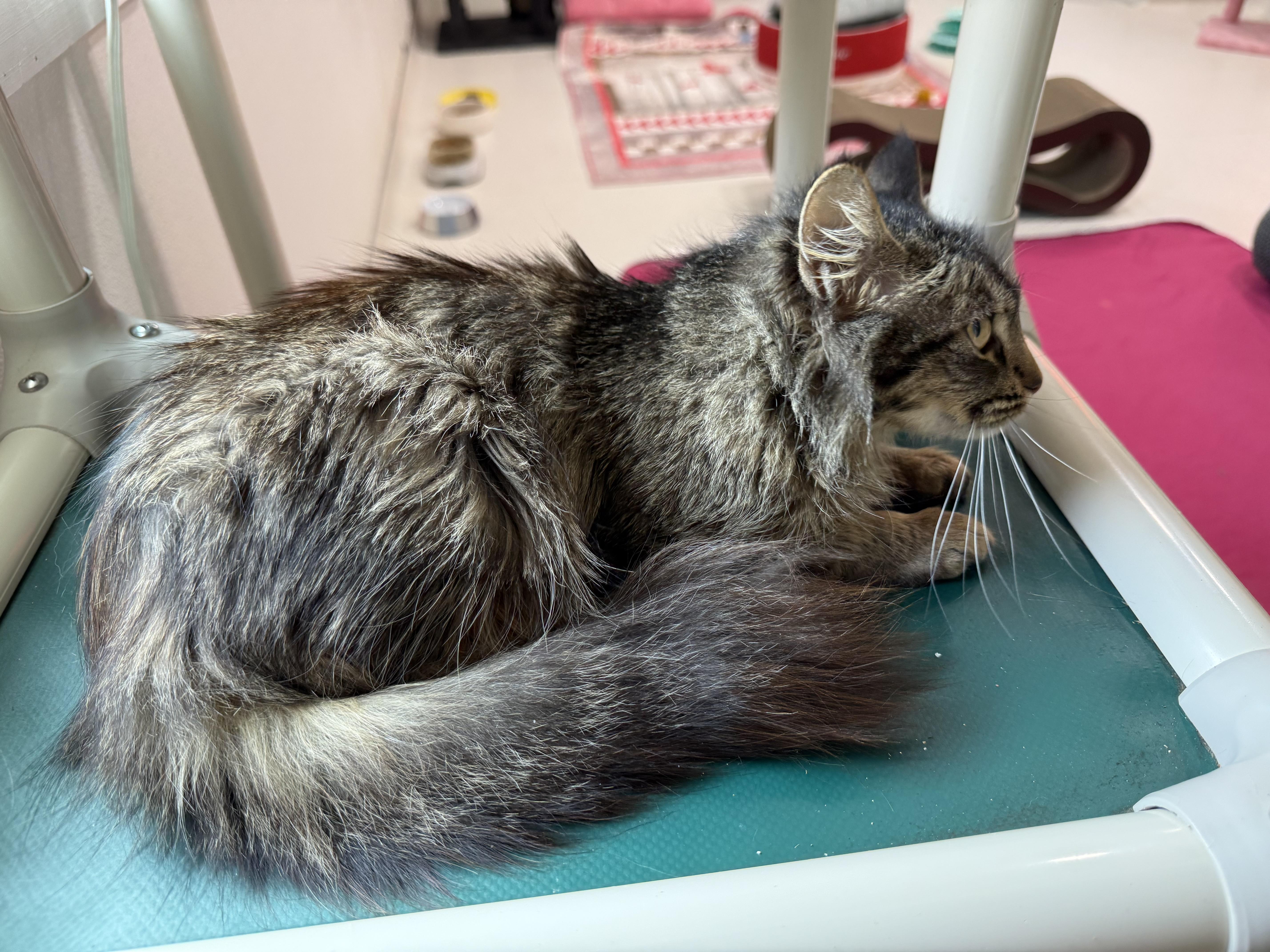 Enlarge Brigid , an adopted Domestic Long Hair in Blanch, NC image 5/6