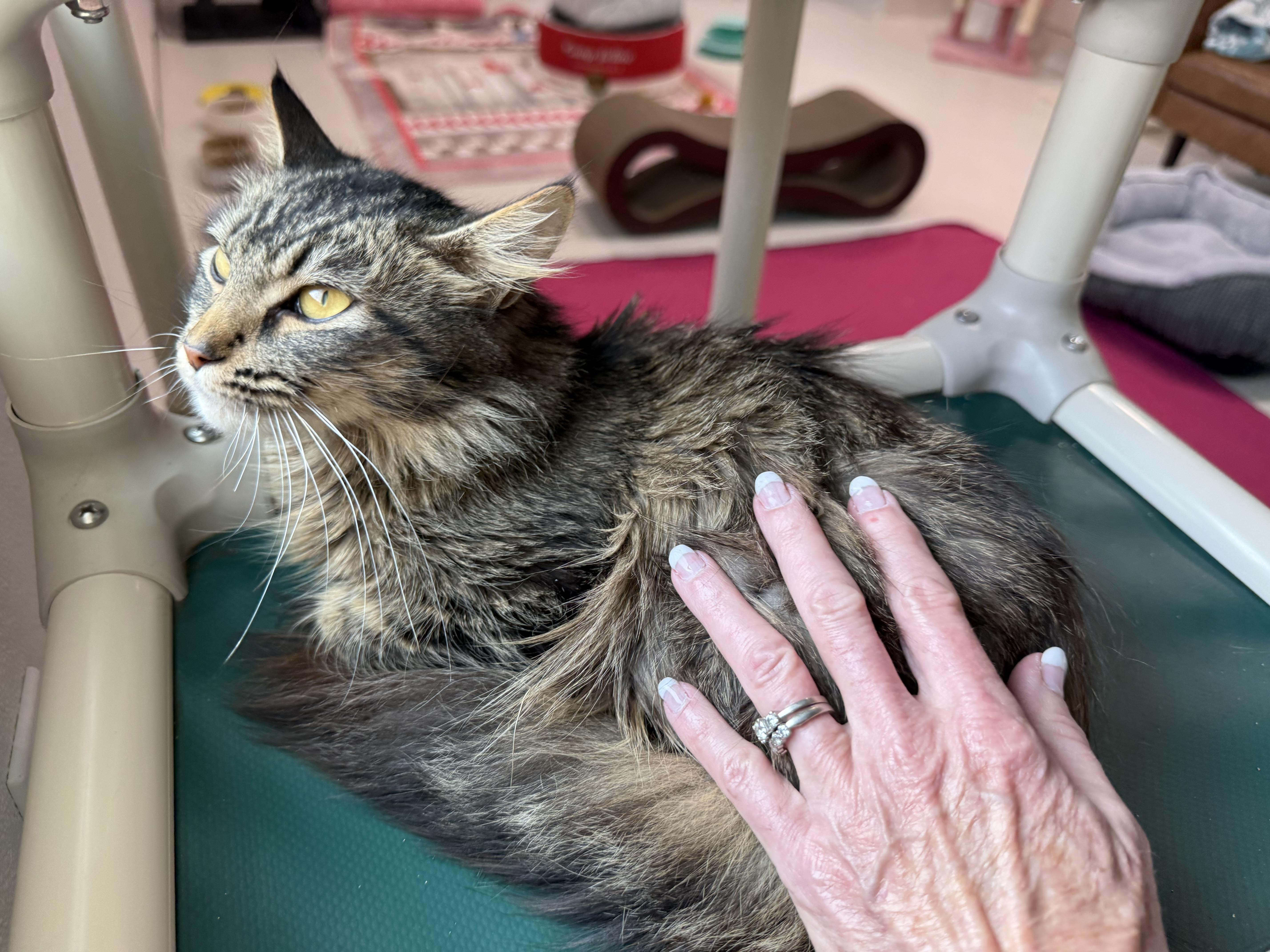 Enlarge Brigid , an adopted Domestic Long Hair in Blanch, NC image 6/6