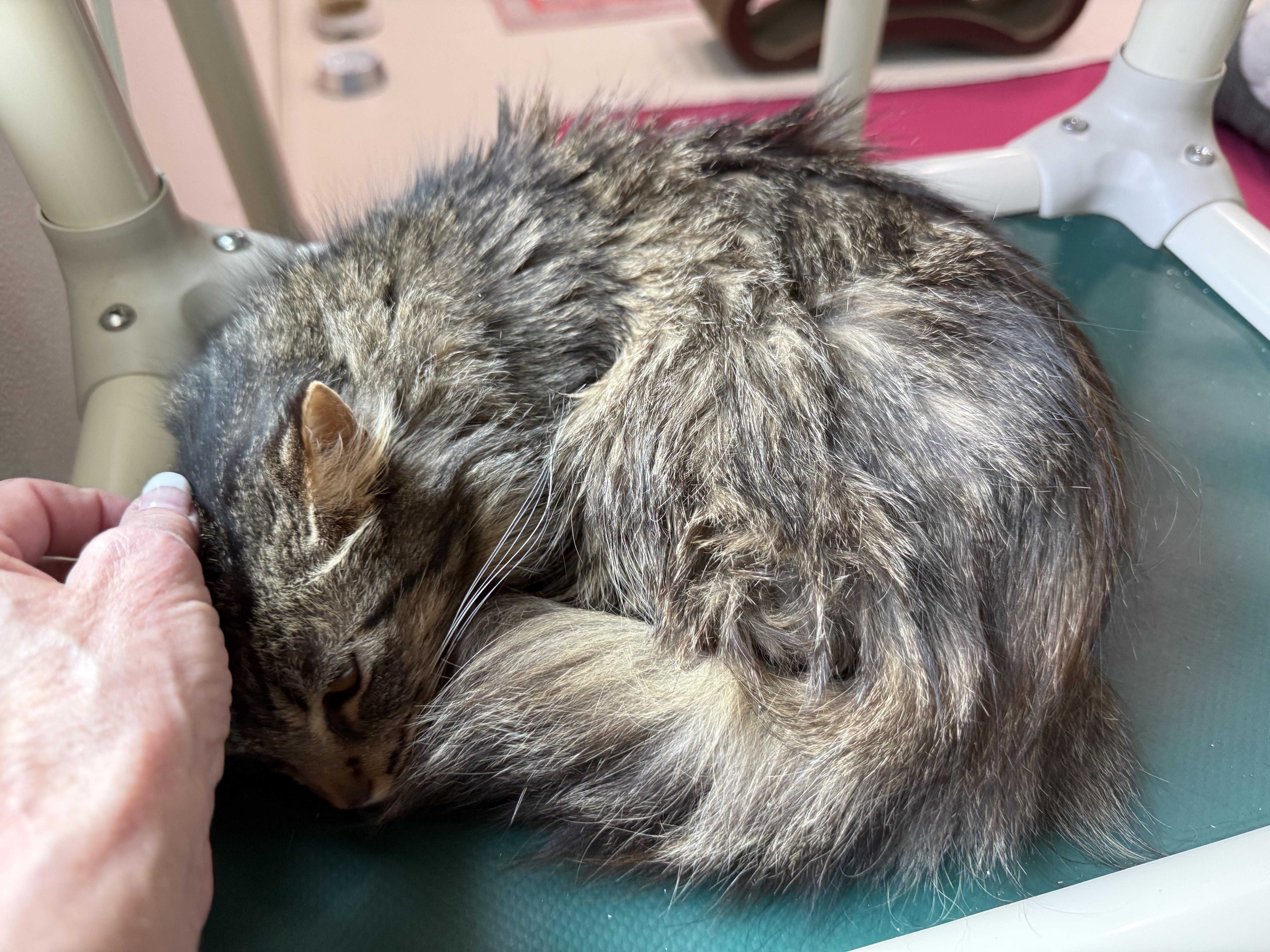 Enlarge Brigid , an adopted Domestic Long Hair in Blanch, NC image 4/6