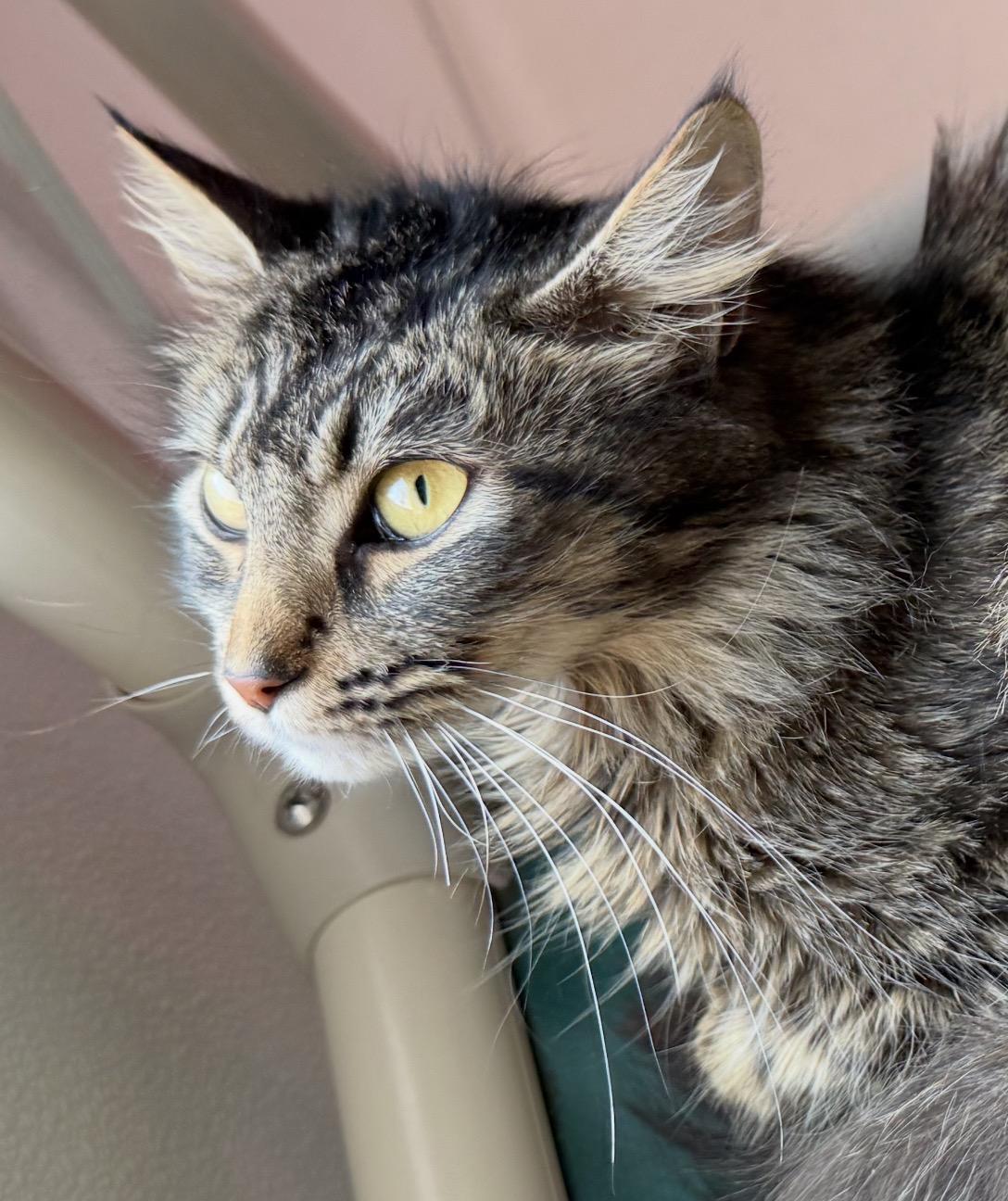 Enlarge Brigid , an adopted Domestic Long Hair in Blanch, NC image 2/6