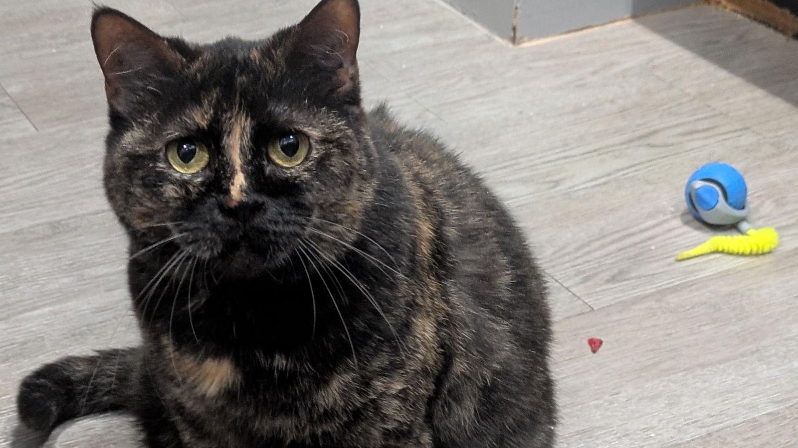 Pandora, a Adoptable Tortoiseshell in Santa Rosa, CA image 2/3