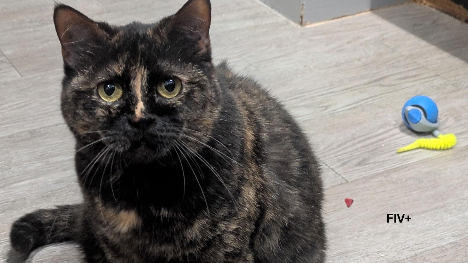 Pandora, a Adoptable Tortoiseshell in Santa Rosa, CA image 3/3