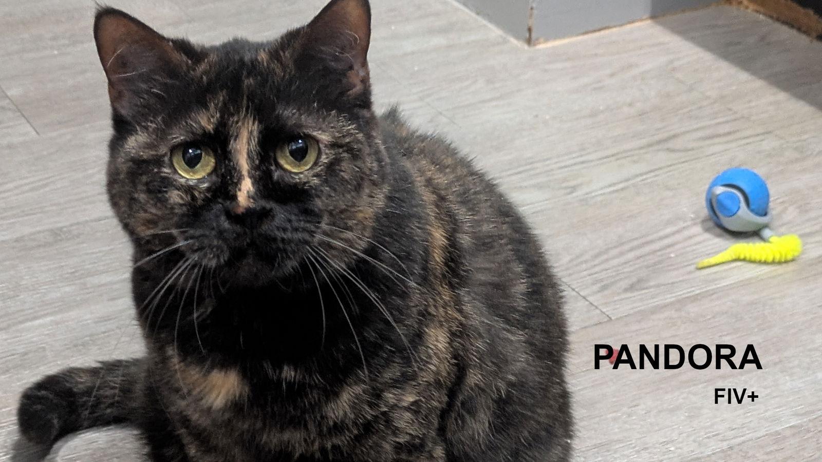 Pandora, Adoptable, Young Female Tortoiseshell.