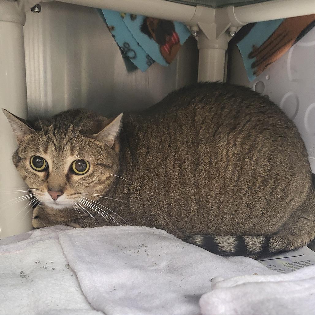 Enlarge Ruby, a Adoptable Domestic Short Hair in Belleville, IL image 1/1