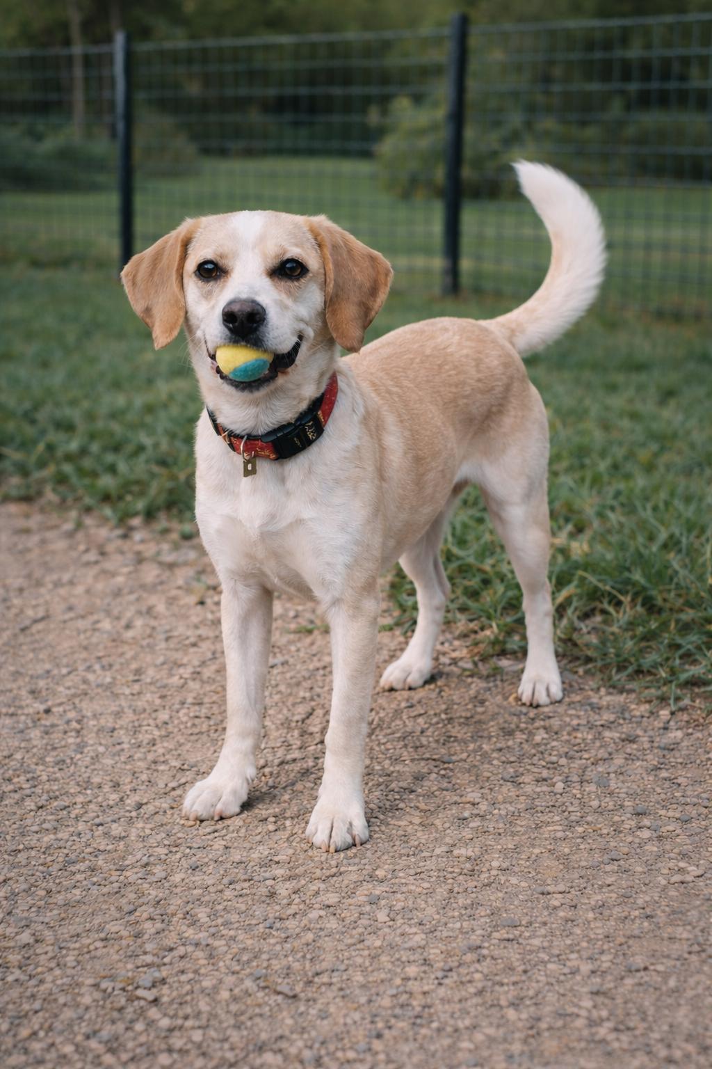 Enlarge Buckley, a ADOPTABLE mixed breed in Wentzville, MO image 3/3