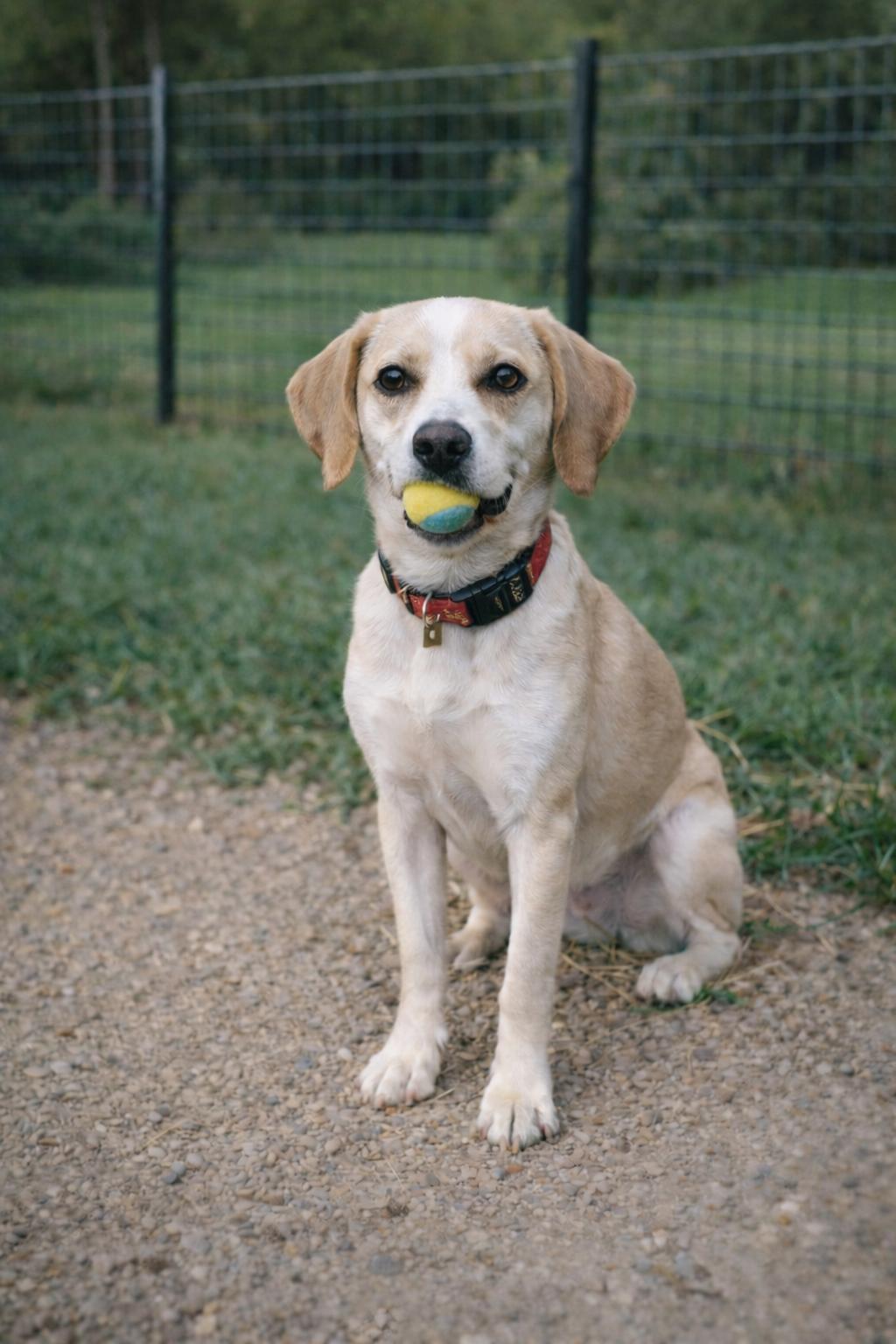 Buckley, ADOPTABLE, Puppy Male Beagle.