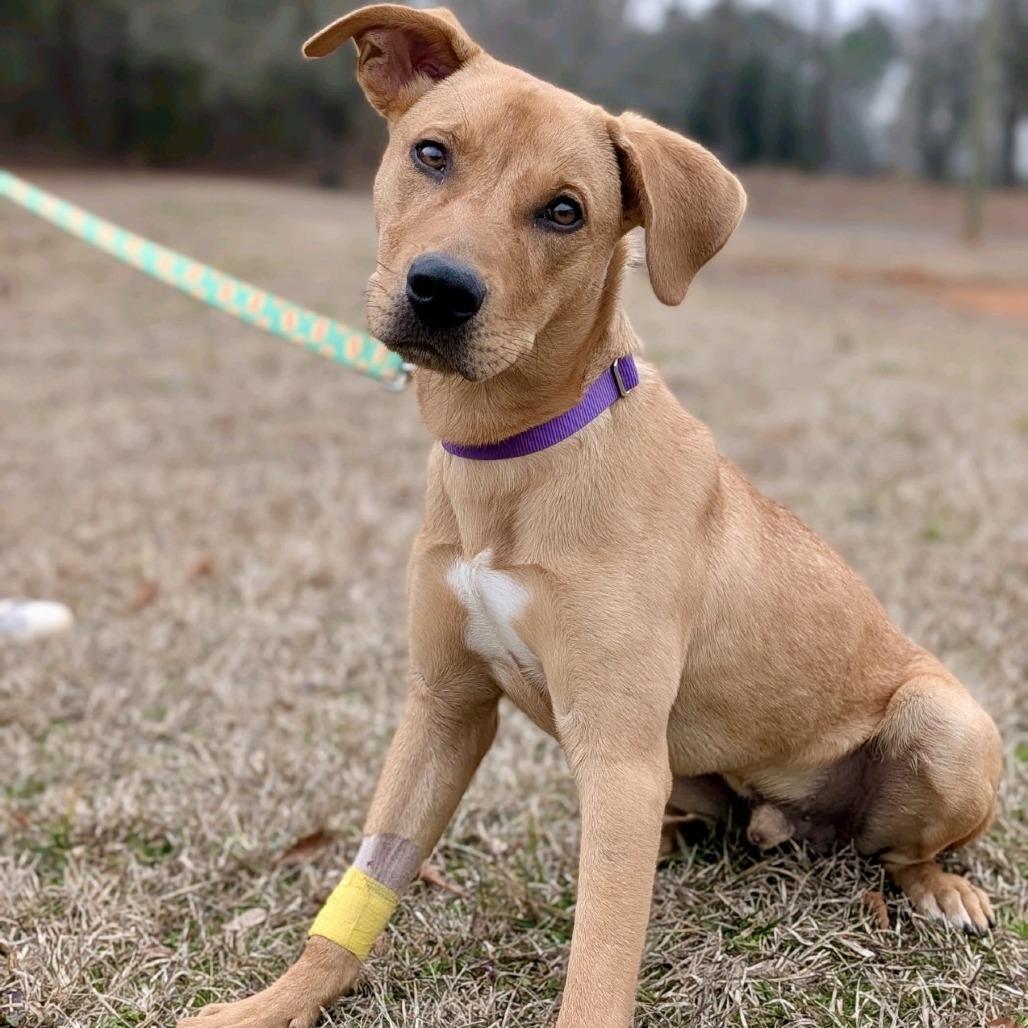 Niles 02-0506, Adoptable, Young Male Retriever & Mixed Breed.