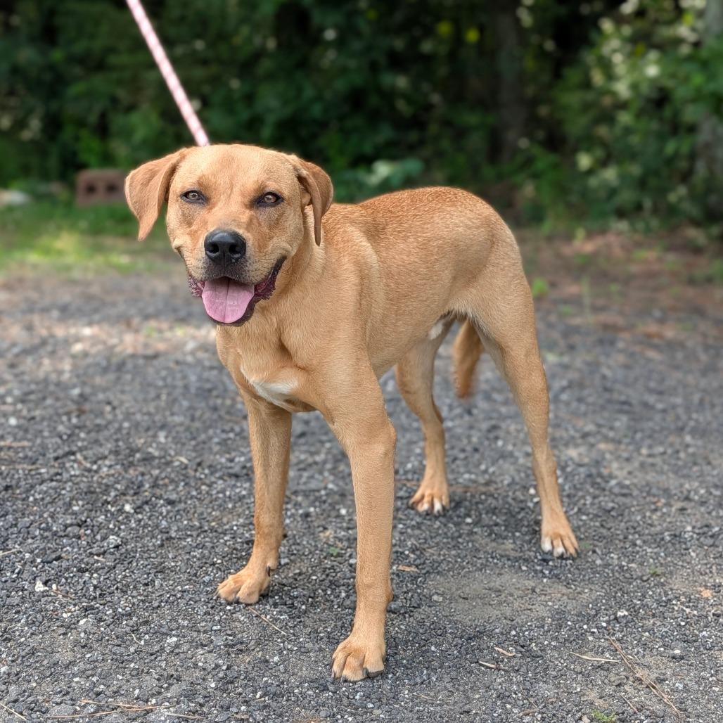 Enlarge Niles 02-0506, a Adoptable mixed breed in Tyrone, GA image 2/4