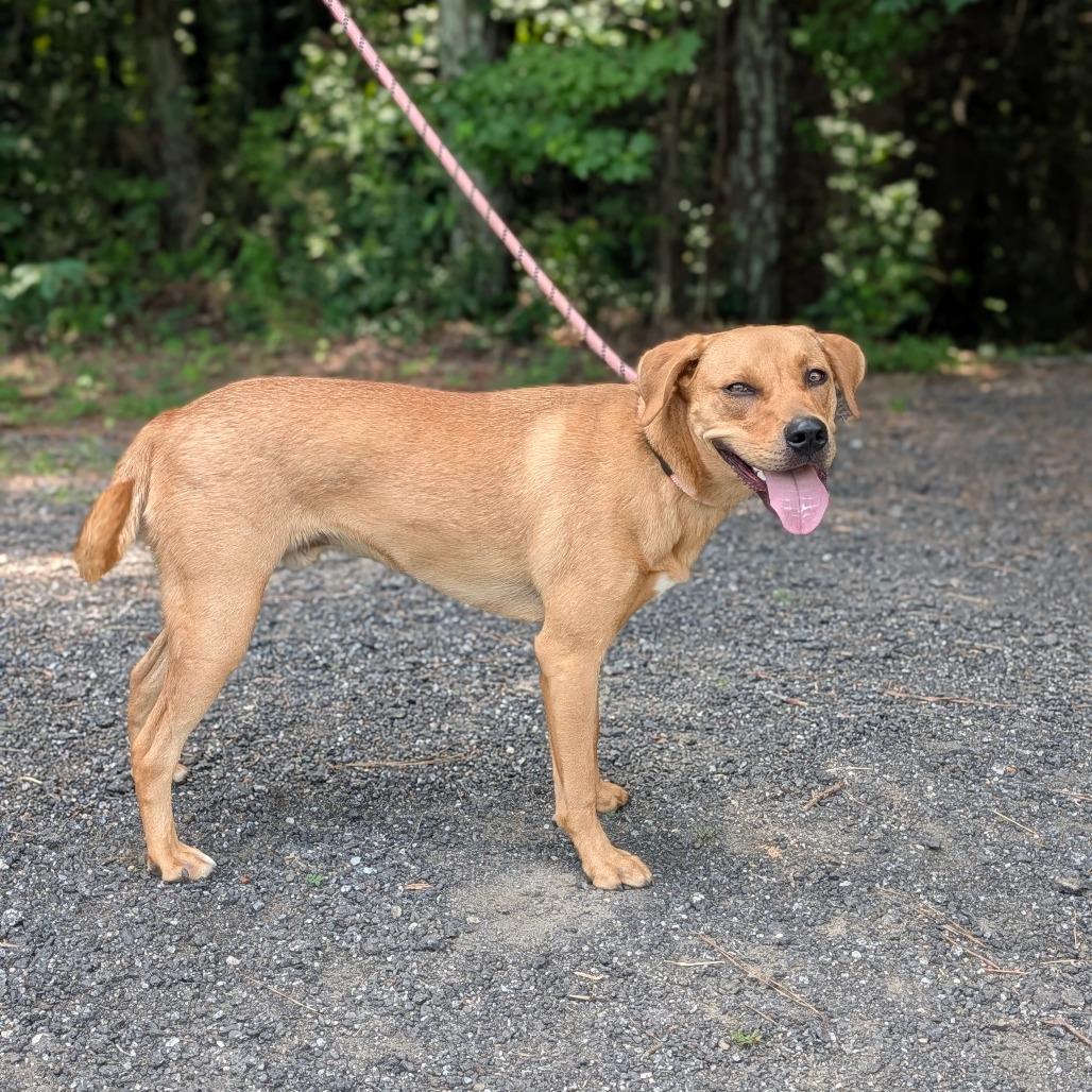 Enlarge Niles 02-0506, a Adoptable mixed breed in Tyrone, GA image 3/4