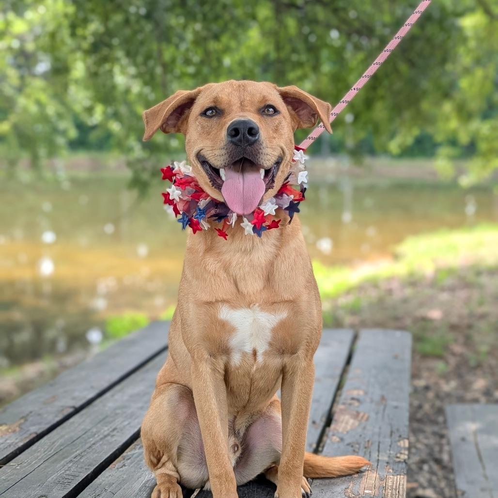 Enlarge Niles 02-0506, a Adoptable mixed breed in Tyrone, GA image 4/4