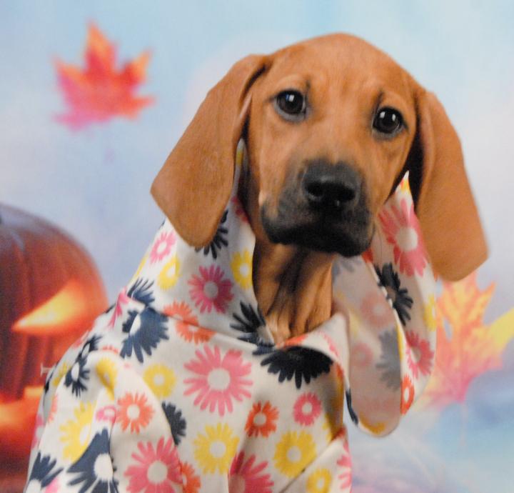 Avery, an adoptable mixed breed in Newland, NC image 2/3