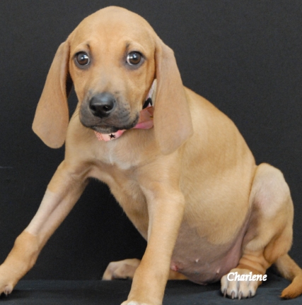 Avery, an adoptable mixed breed in Newland, NC image 3/3