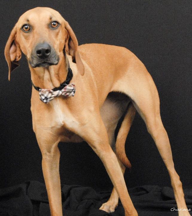 Avery, adoptable, Adult Female Coonhound & Redbone Coonhound.