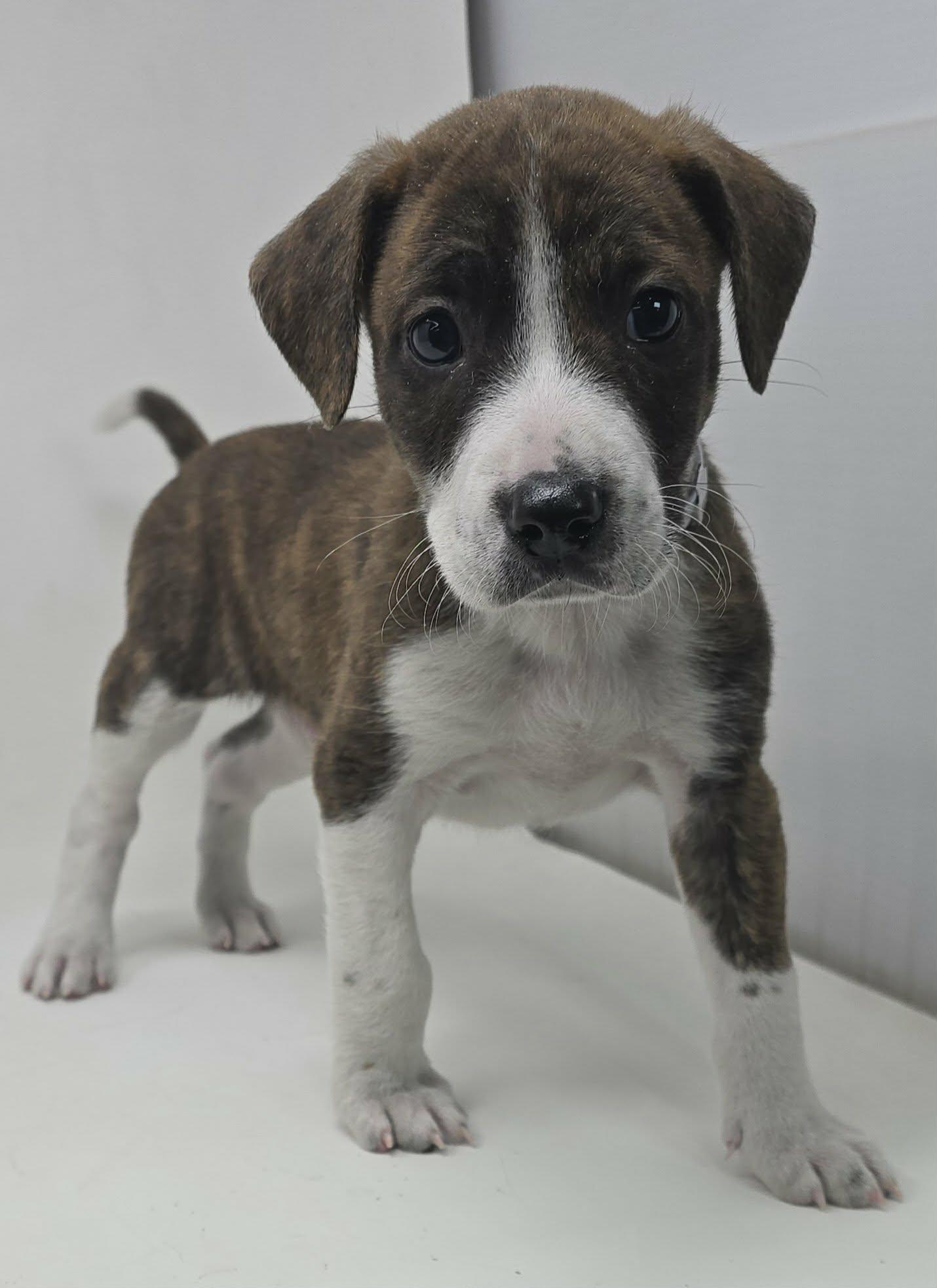 Falstaff thumbnail 2