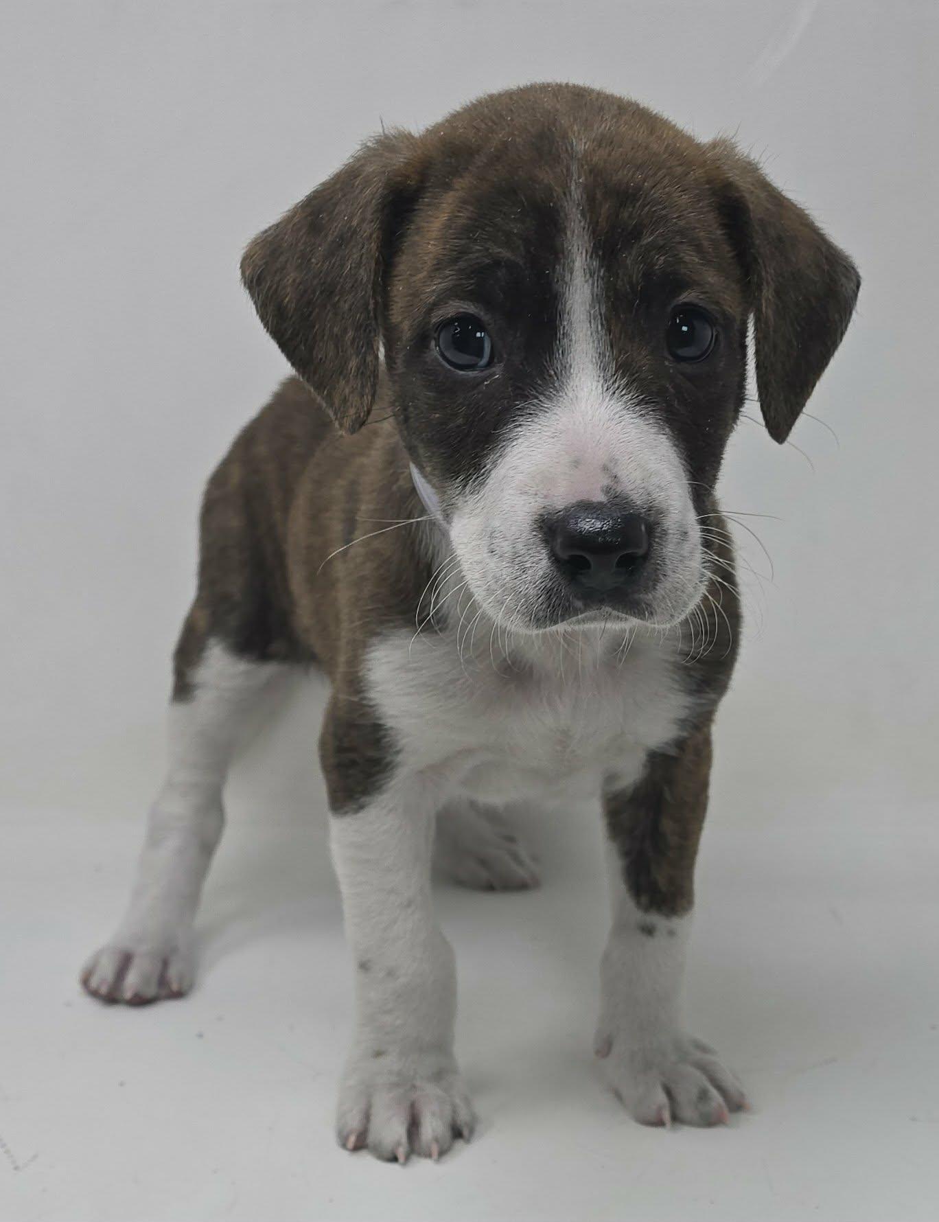 Falstaff thumbnail 3