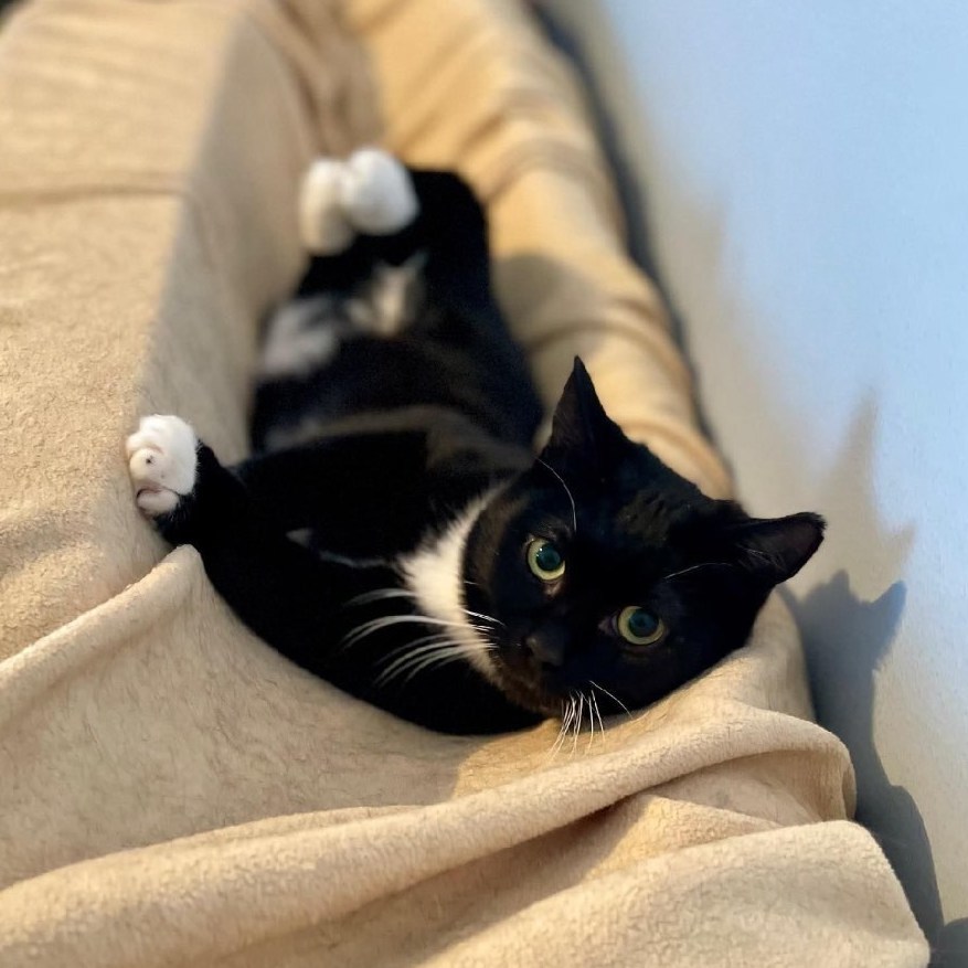 Enlarge Roo, a Adoptable Domestic Short Hair in Bridgewater, NJ image 1/4