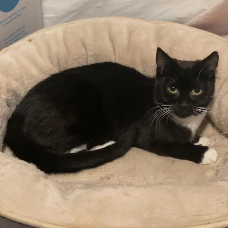 Enlarge Roo, a Adoptable Domestic Short Hair in Bridgewater, NJ image 2/4