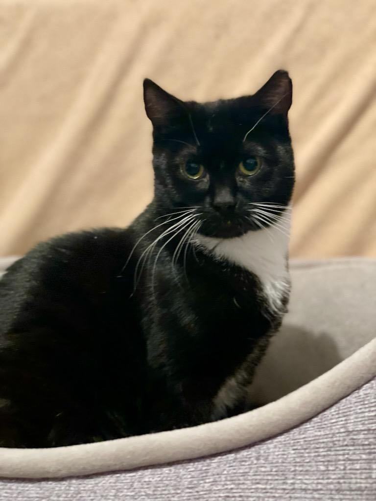 Enlarge Roo, a Adoptable Domestic Short Hair in Bridgewater, NJ image 3/4