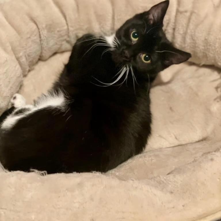 Enlarge Roo, a Adoptable Domestic Short Hair in Bridgewater, NJ image 4/4