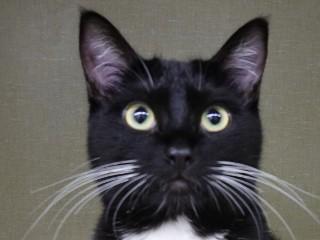 Tommi, adopted, Adult Female Tuxedo & Domestic Short Hair.
