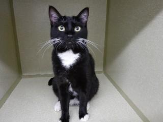 Enlarge Tommi, an adopted mixed breed in Anaconda, MT image 2/3