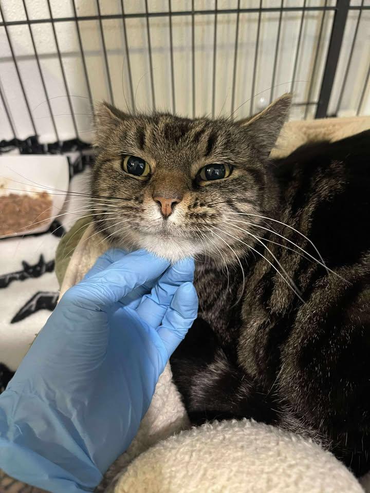 Enlarge Bud, a ADOPTABLE Domestic Short Hair in Winthrop, ME image 1/1