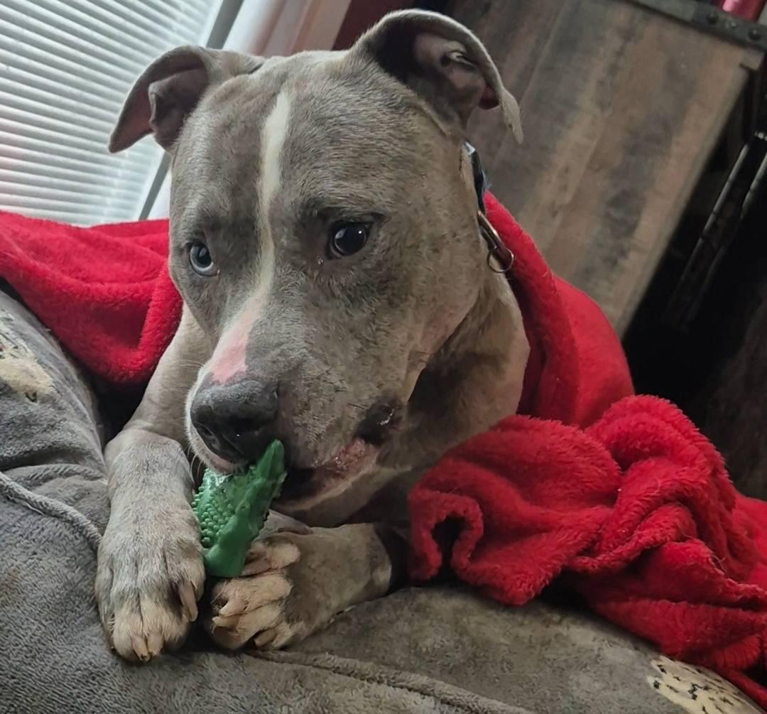 Enlarge Zombie, a Adoptable mixed breed in Dayton, OH image 3/6