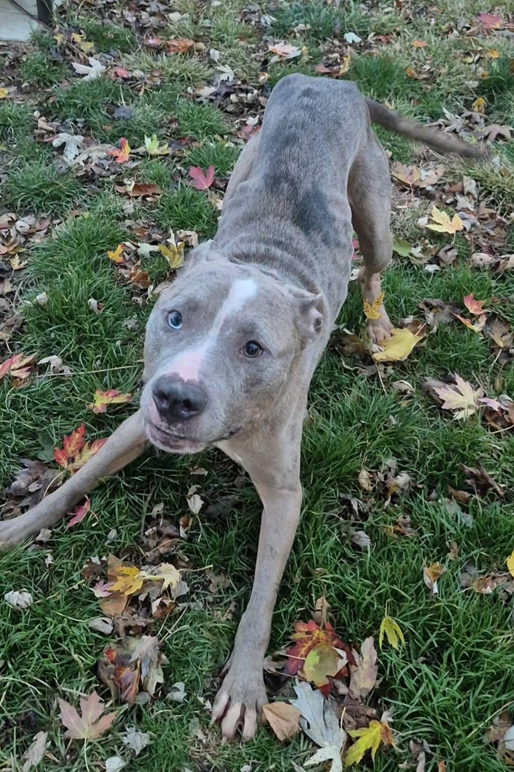 Enlarge Zombie, a Adoptable mixed breed in Dayton, OH image 2/6