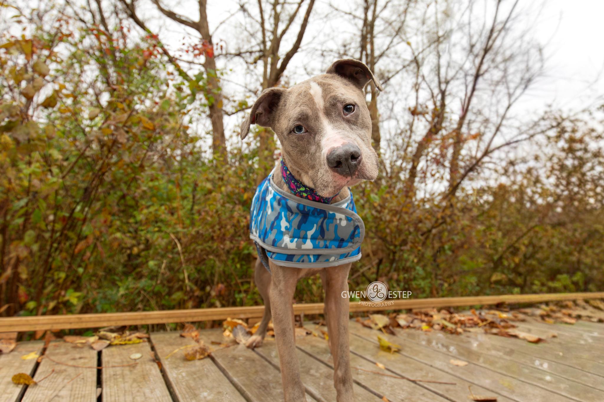 Enlarge Zombie, a Adoptable mixed breed in Dayton, OH image 4/6