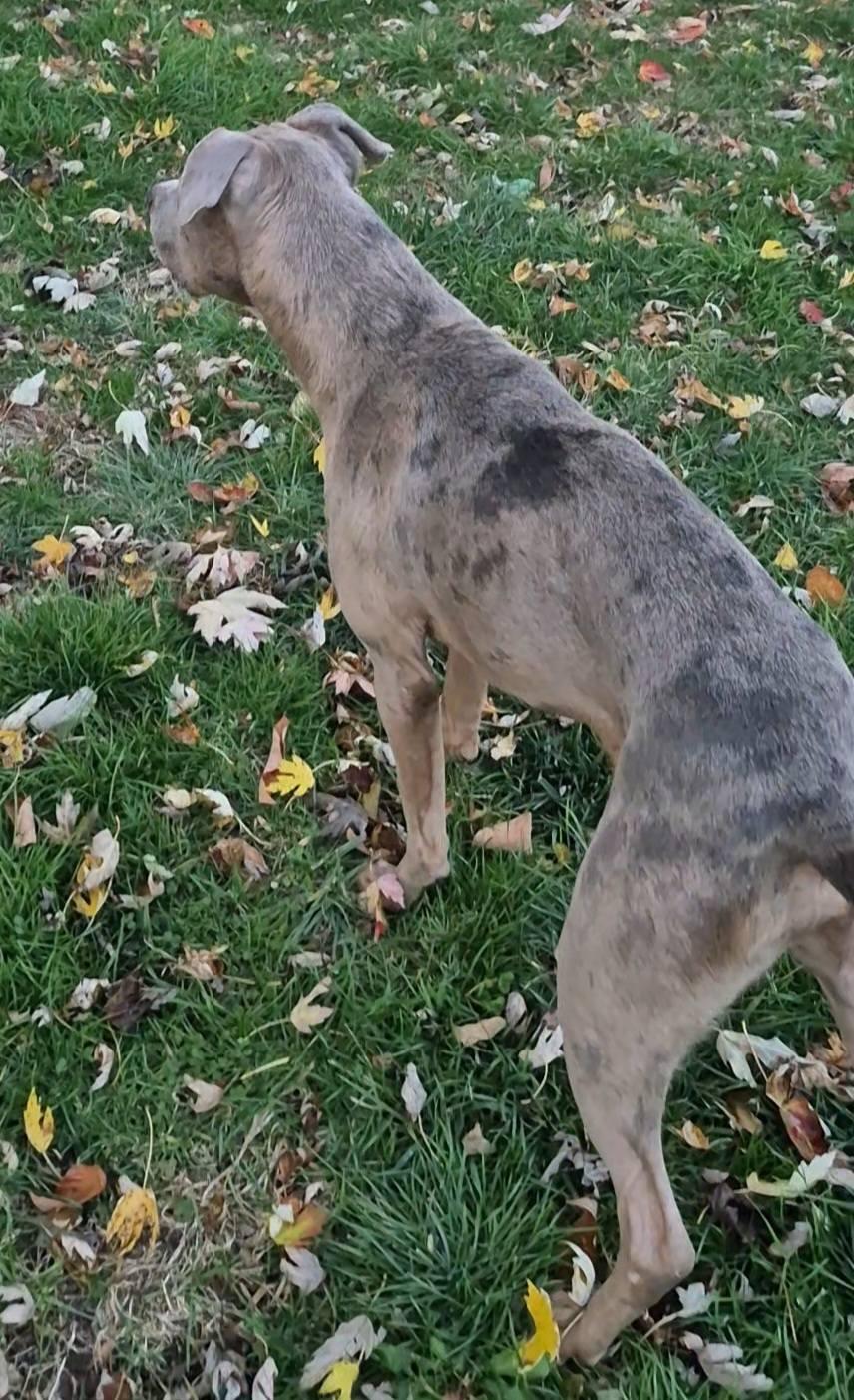 Enlarge Zombie, a Adoptable mixed breed in Dayton, OH image 5/6