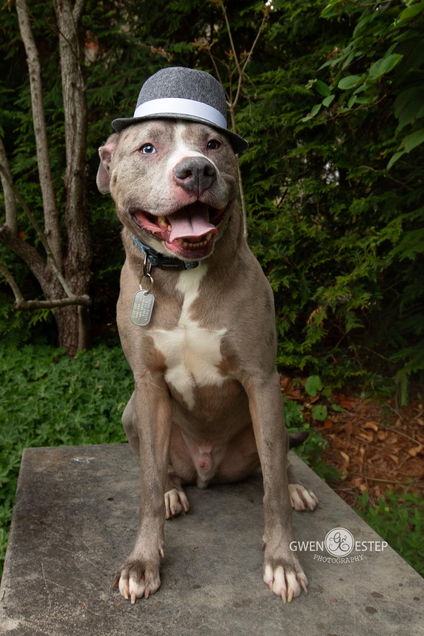Zombie, a Adoptable mixed breed in Dayton, OH image 3/6