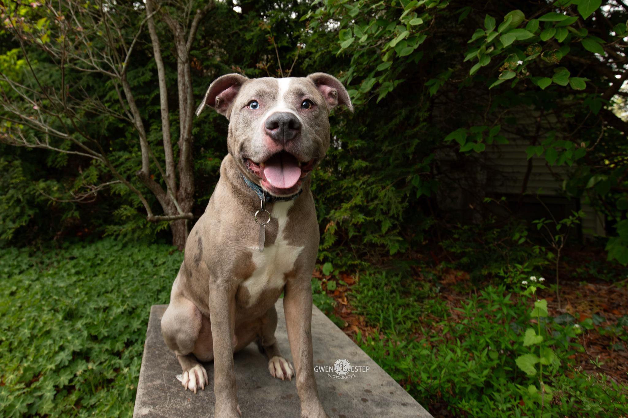 Zombie, Adoptable, Young Male Pit Bull Terrier.