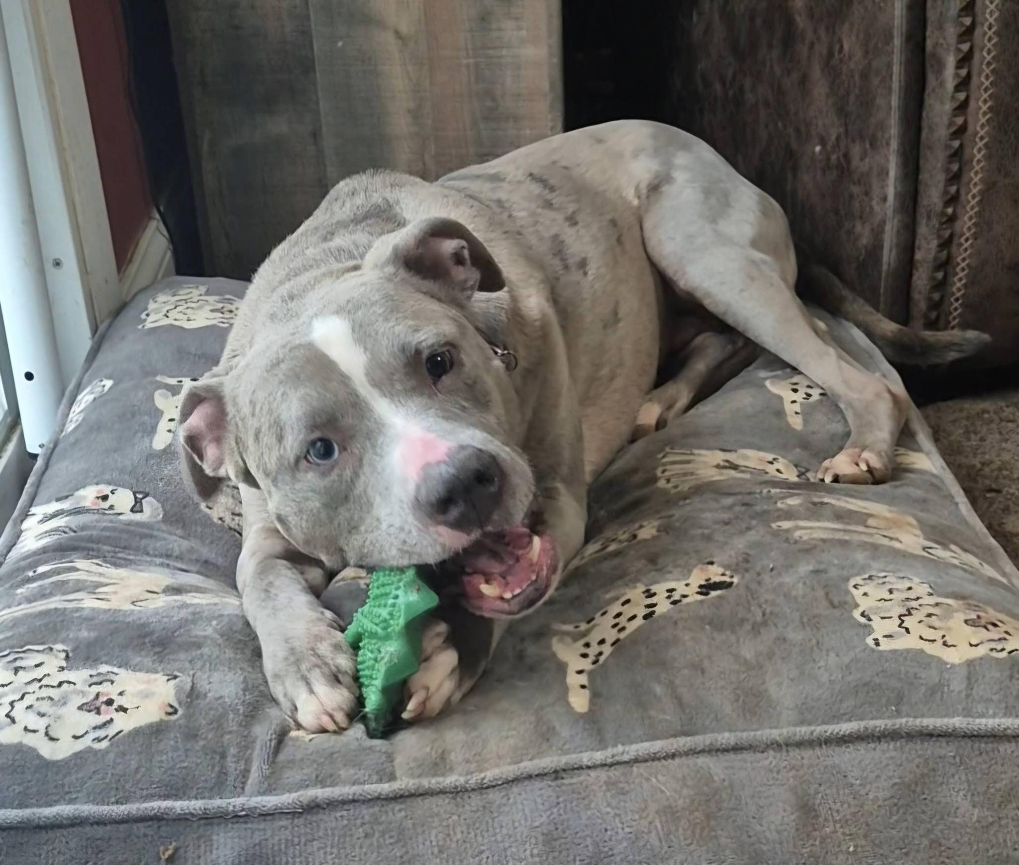 Enlarge Zombie, a Adoptable mixed breed in Dayton, OH image 4/6