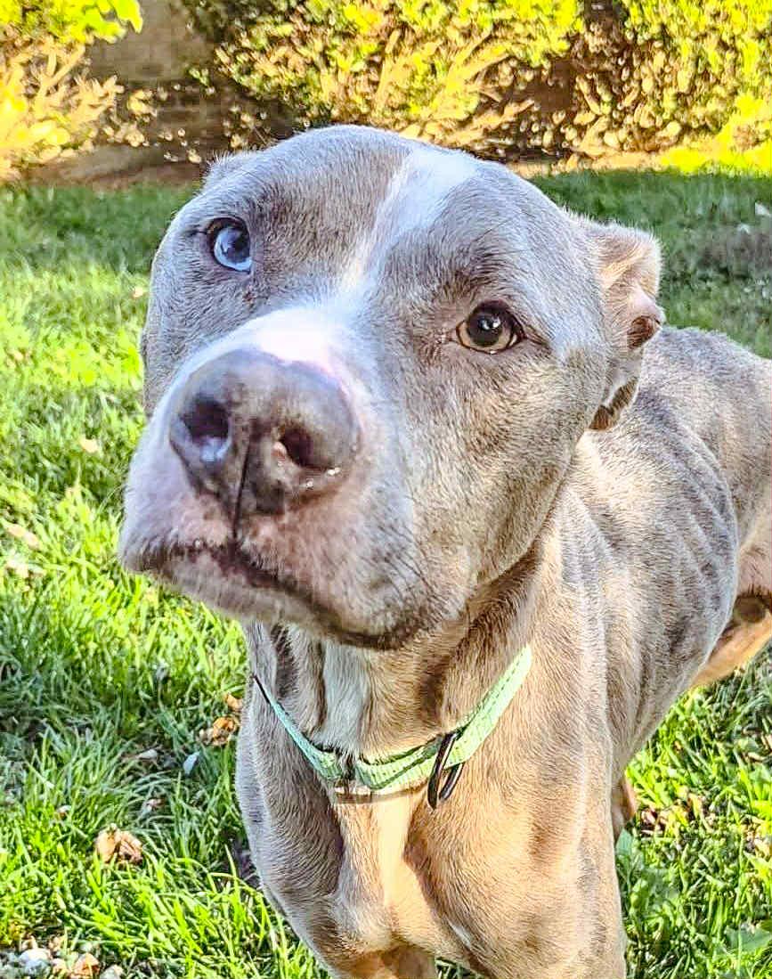 Enlarge Zombie, a Adoptable mixed breed in Dayton, OH image 1/6