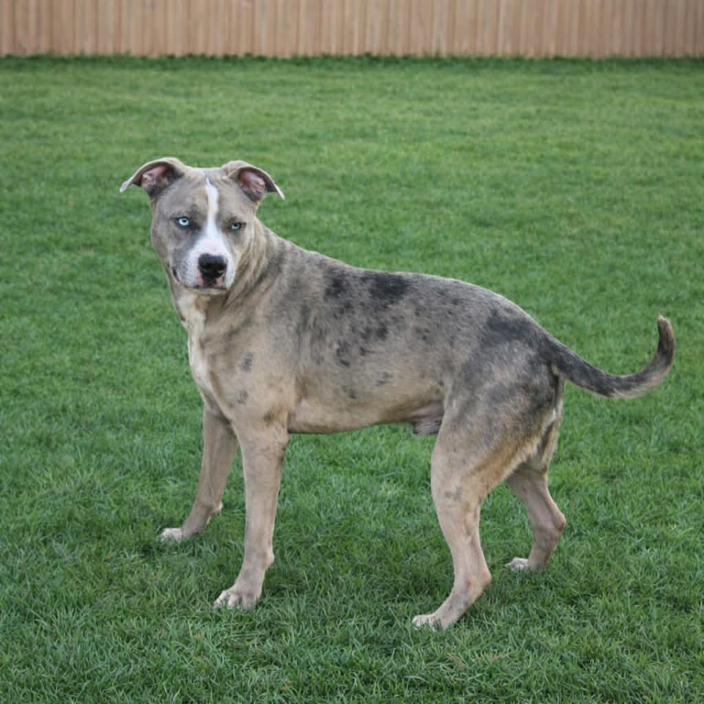 Zombie, Adoptable, Young Male Pit Bull Terrier.