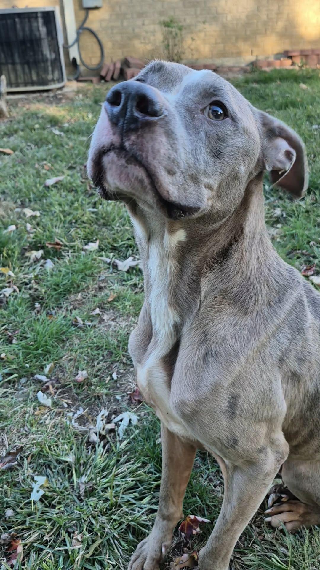 Zombie, Adoptable, Young Male Pit Bull Terrier.