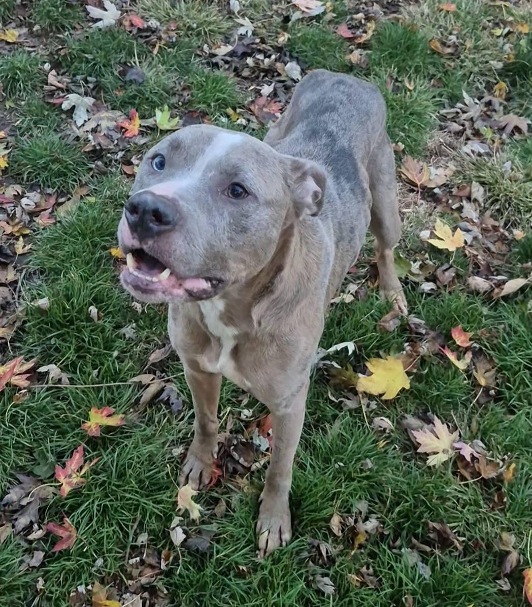 Enlarge Zombie, a Adoptable mixed breed in Dayton, OH image 6/6