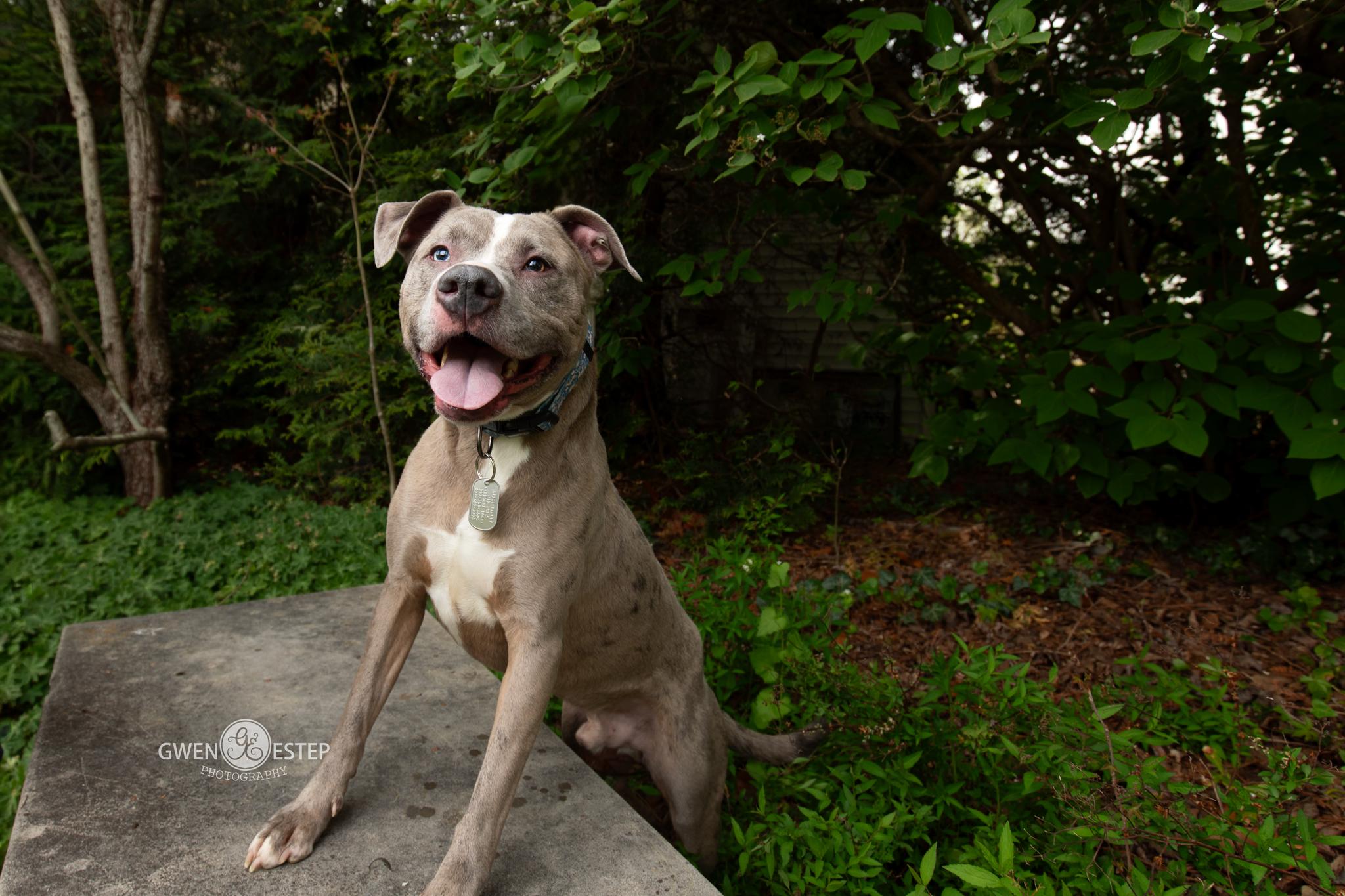 Zombie, a Adoptable mixed breed in Dayton, OH image 2/6
