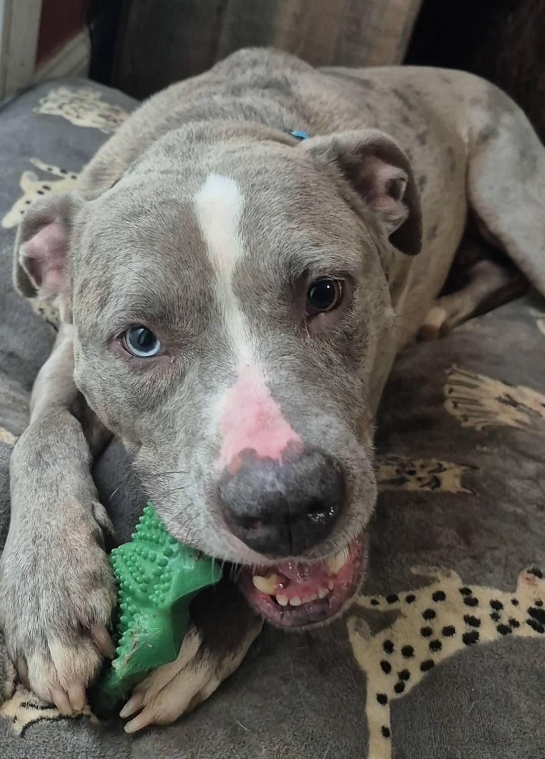 Enlarge Zombie, a Adoptable mixed breed in Dayton, OH image 2/6