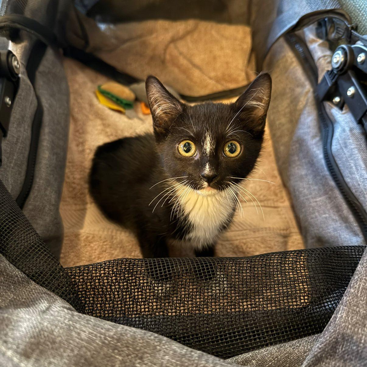 Skull Bucket, an adoptable Domestic Short Hair in Albuquerque, NM_image-1