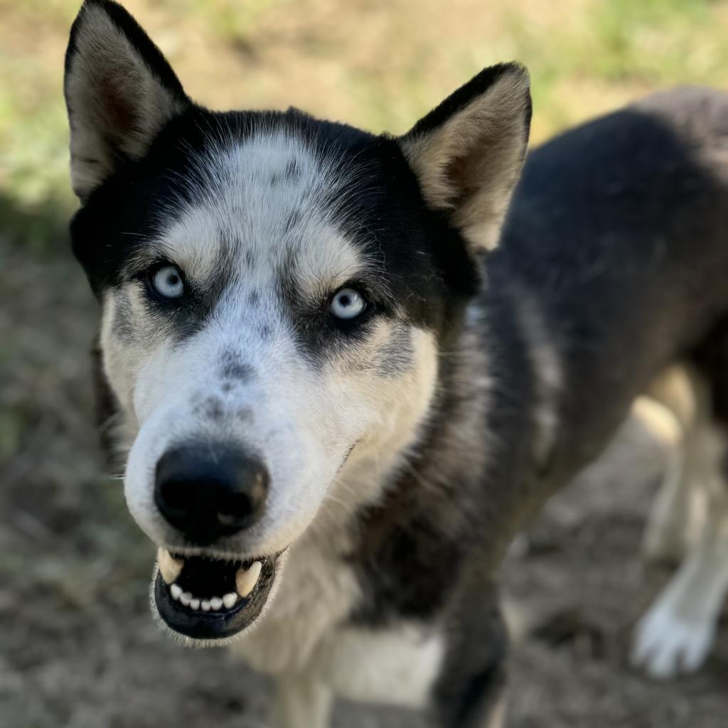 Enlarge Jack, a Adoptable Husky in Eufaula, OK image 1/2