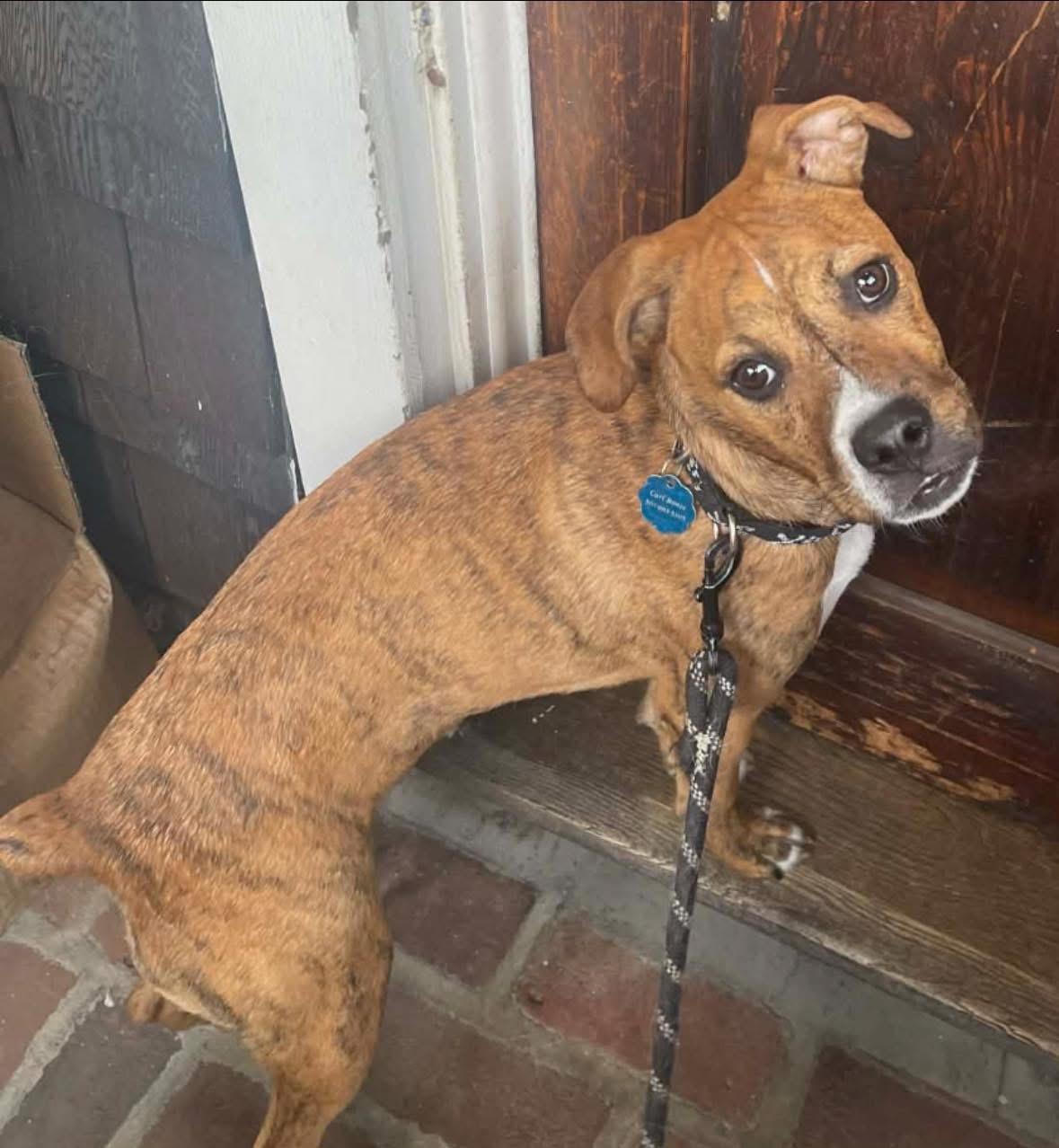 Mr. Carl Bones *in New England