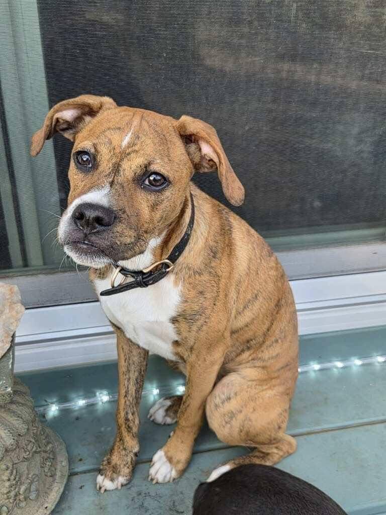 Mr. Carl Bones  *in New England, Adoptable, Young Male Boxer.