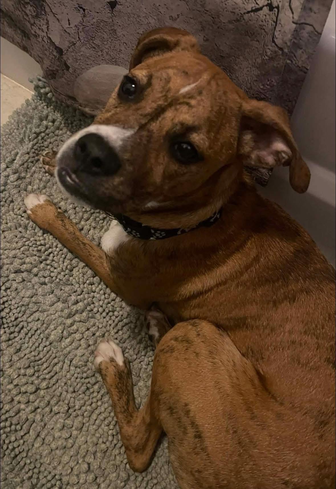 Mr. Carl Bones *in New England — thumbnail 5