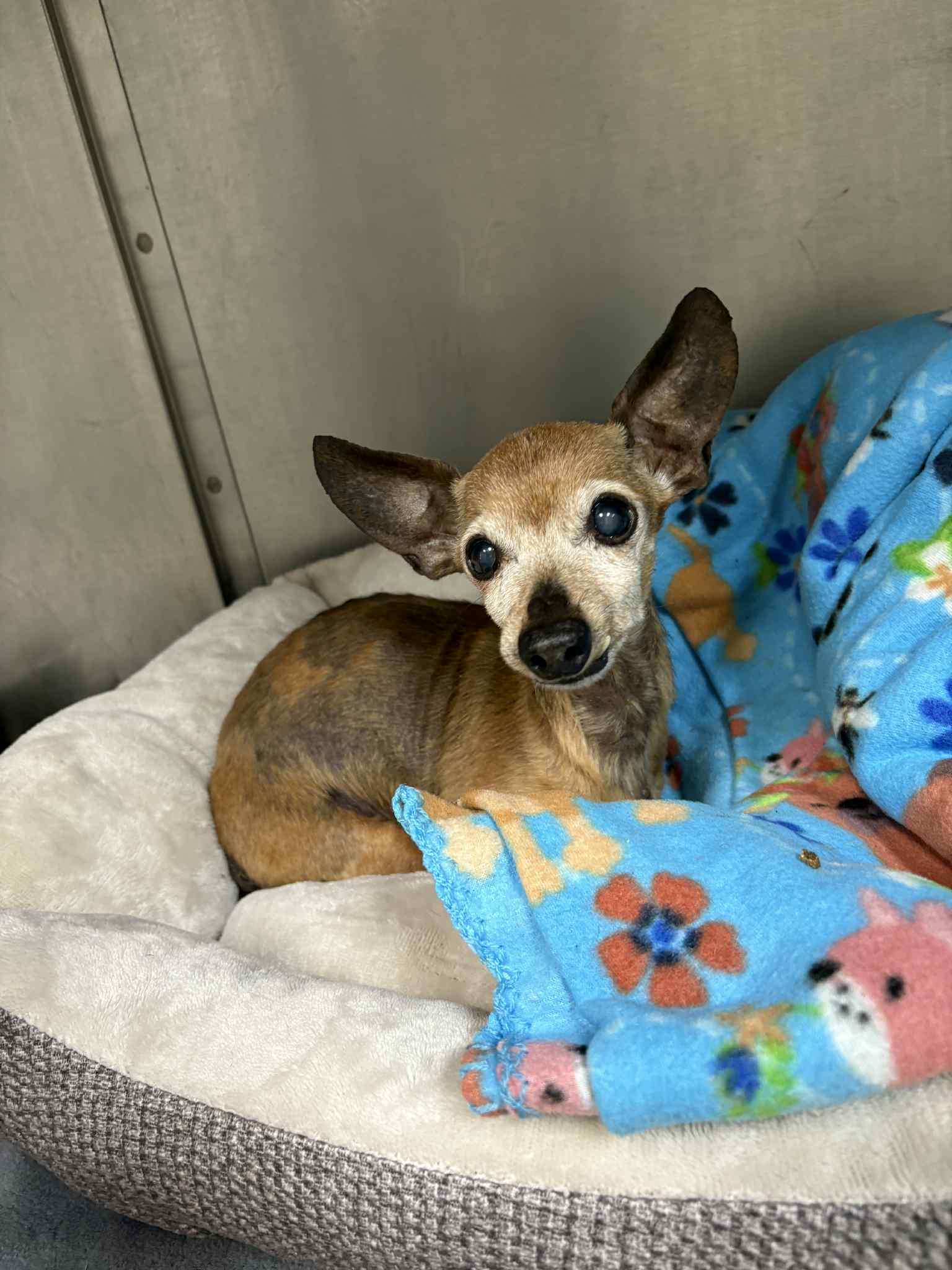 Millie, Adoptable, Senior Female Chihuahua.